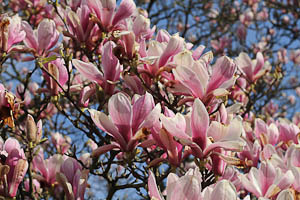 spring tree