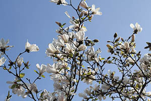blossom1