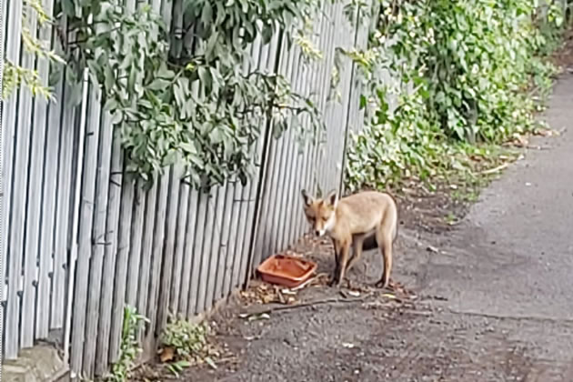 The appearance of a fox put the use of heavy equipment on hold