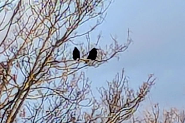 Murder of crows 