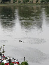 A large body of water Description automatically generated