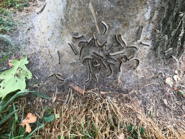 A pile of dry grass Description automatically generated