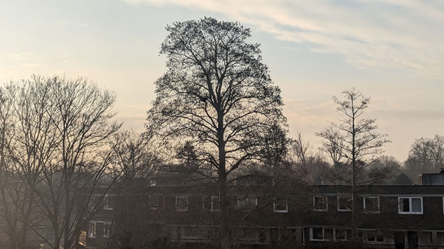 Three trees update 