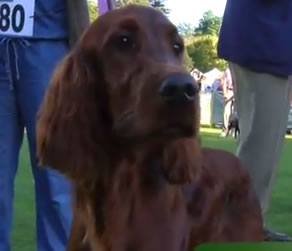 Another Great Success For Chiswick House Dog Show