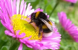 bee polinating