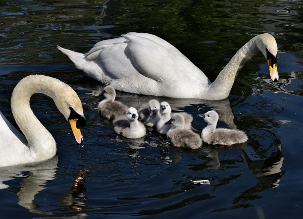 Cygnets - Liz Jenner