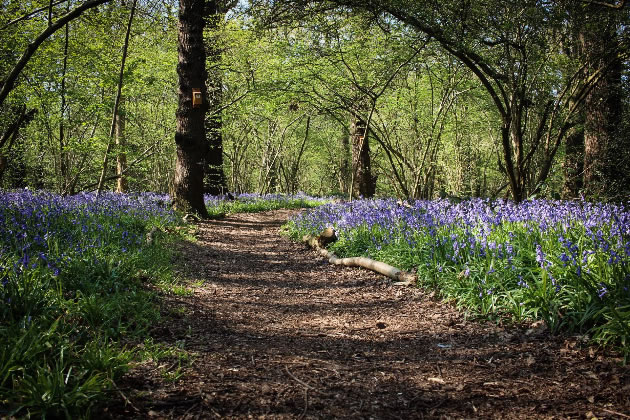 Perivale Wood
