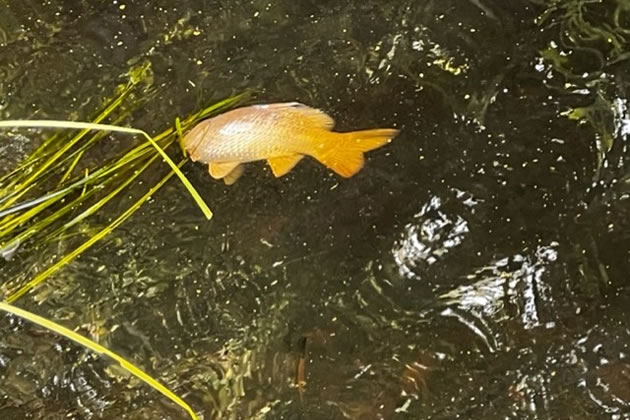 Visitors claim that dead fish floating on the surface are more common