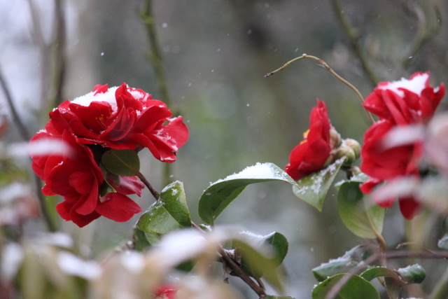 Red Camellia with snow Denise Cadwallader
