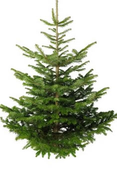 xmas tree