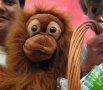 orang-utan at tesco