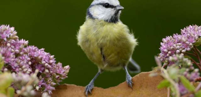 Birdwatch