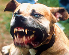 Dangerous Dog