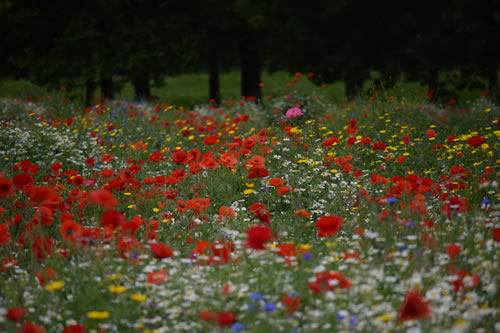 Gunnersbury display