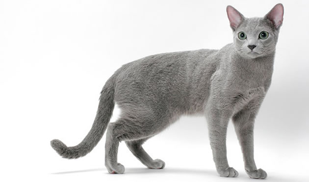 Grey shorthair cat disappeared in the Gunnersbury Avenue area