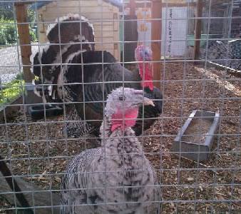 Deen City Farm Thanks Volunteers