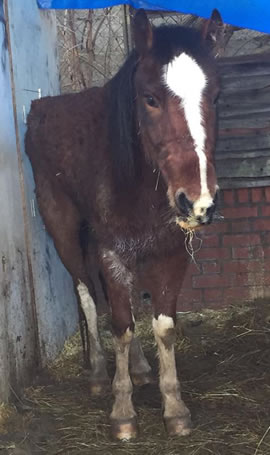 Flash the pony