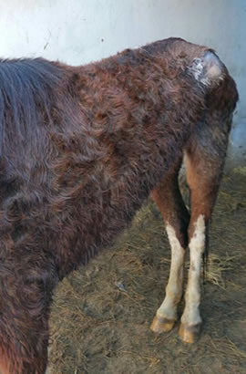 Flash the pony